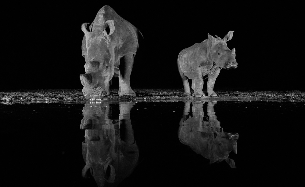 Rhinos drinking at night von FrancoisVenter