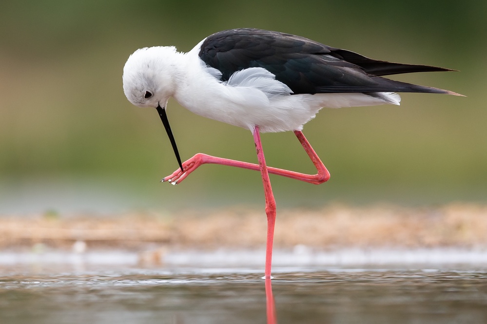 Black winged stilt manicure von FrancoisVenter