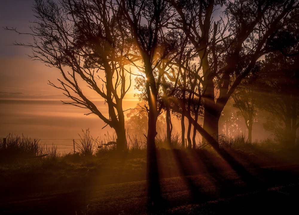 Sunrise over Morning Mist von Frank Ma