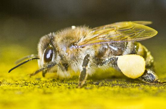 Bienen fliegen schon von Frank Rumpenhorst