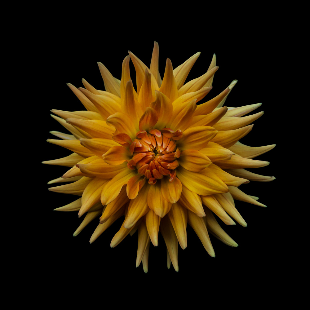 Dahlia von Frank Ulrich Gandenberger