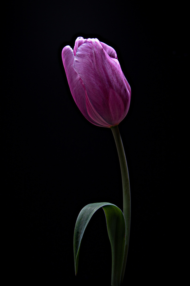 Tulip von Frank Ulrich Gandenberger