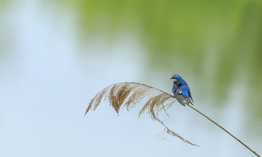 face to the wind von Franklin Jiang