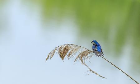 face to the wind