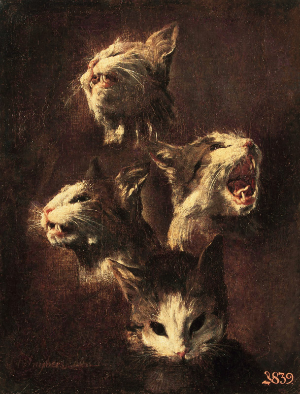 Studien von Katzenköpfe von Frans Snyders