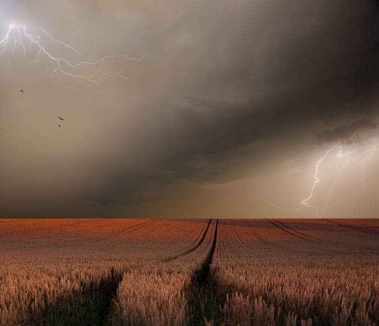 In the vastness of Strohgaeu von Franz Schumacher