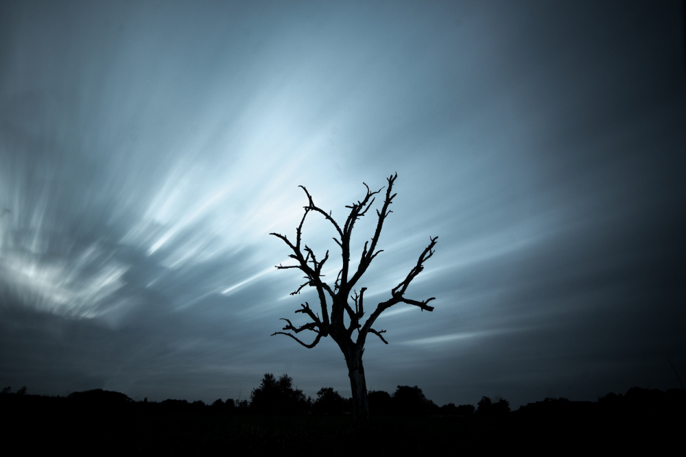 a dead tree von Fred Louwen