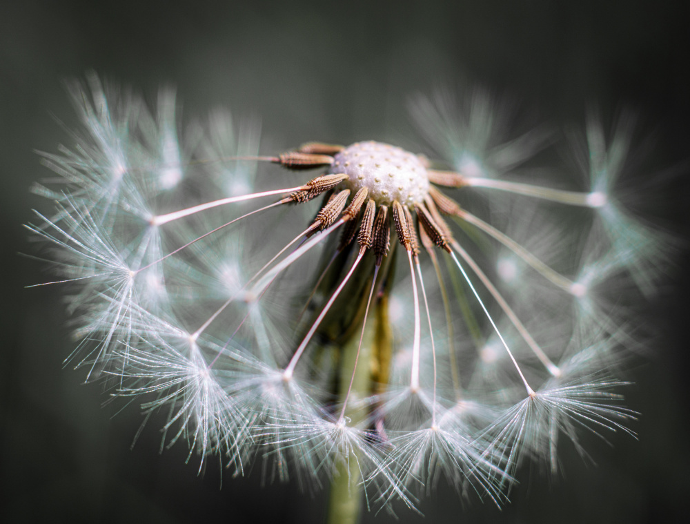 Dandelion fluff von Fred Louwen