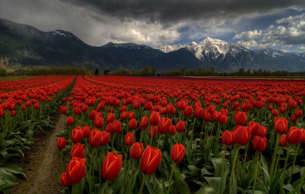 Tulips in Great Vancouver BC Canada von Fred Zhang