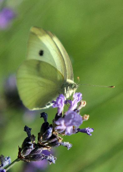 Schmetterling im Botanischen Garten in Gießen von Fredrik Von Erichsen