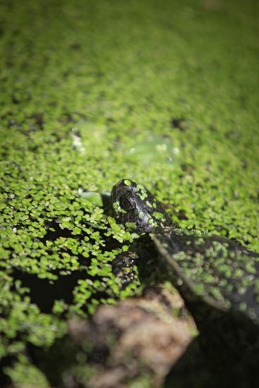 Sumpfschildkröte in der Pfalz von Fredrik Von Erichsen