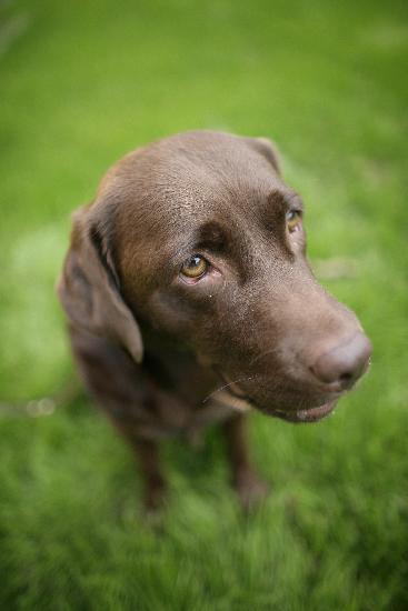 Therapiehunde bringen kranken Menschen Lebensfreude von Fredrik Von Erichsen