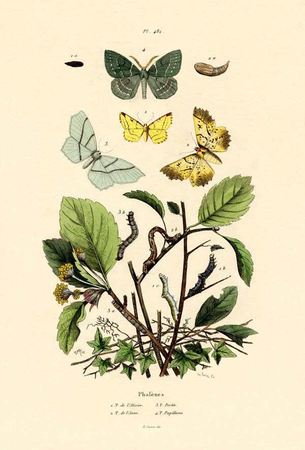 Butterflies von French School, (19th century)