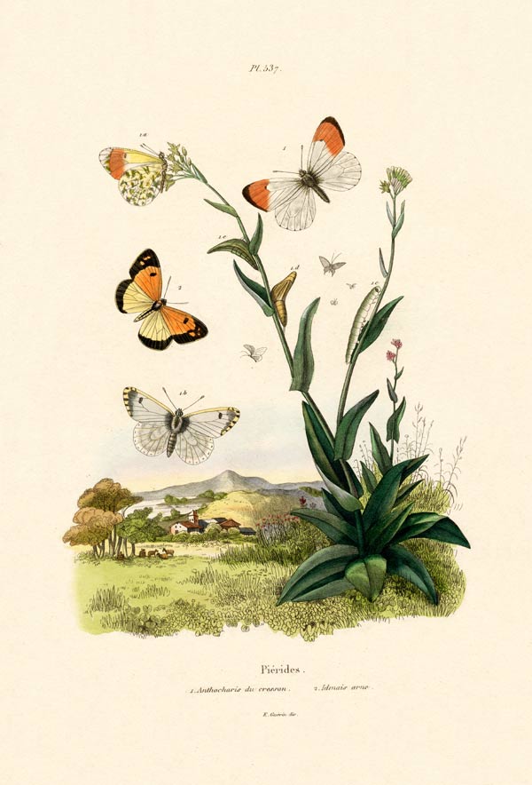 Orange Tip von French School, (19th century)