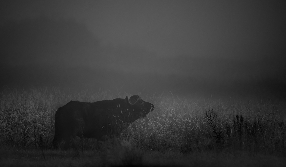 Lonely bull von Frits Hoogendijk