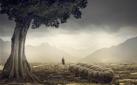 The Shepherd