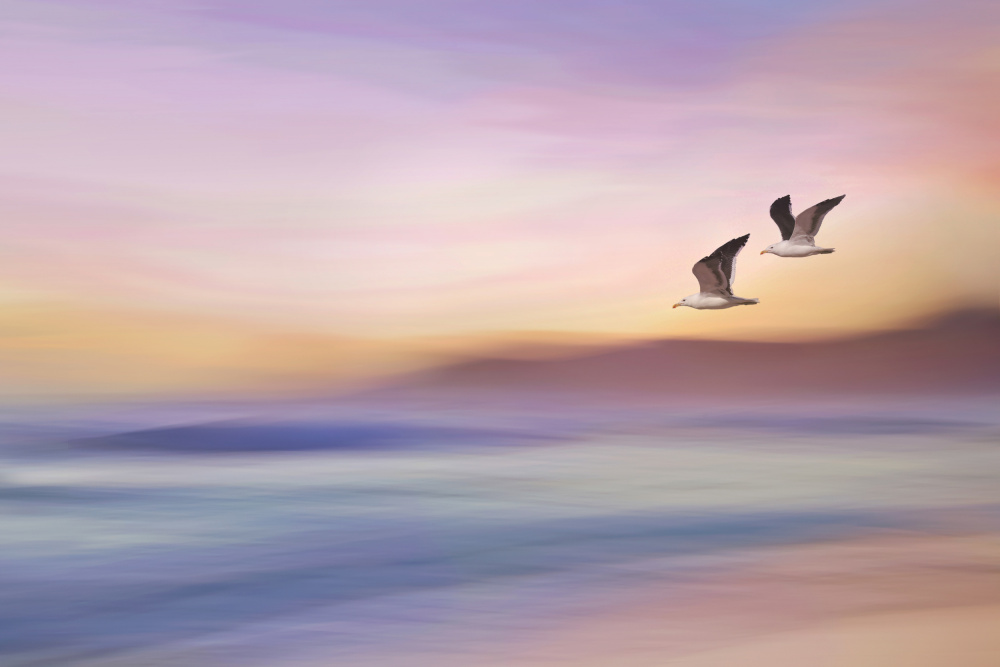 Seagulls over Long Beach von Gaby Grohovaz