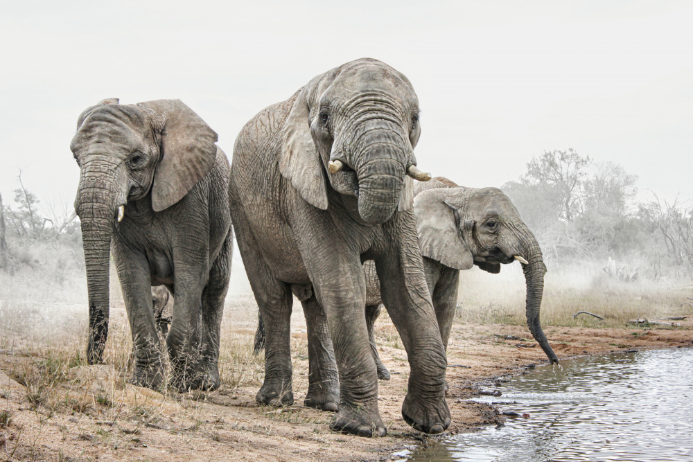 Four Elephants von Gaby Grohovaz