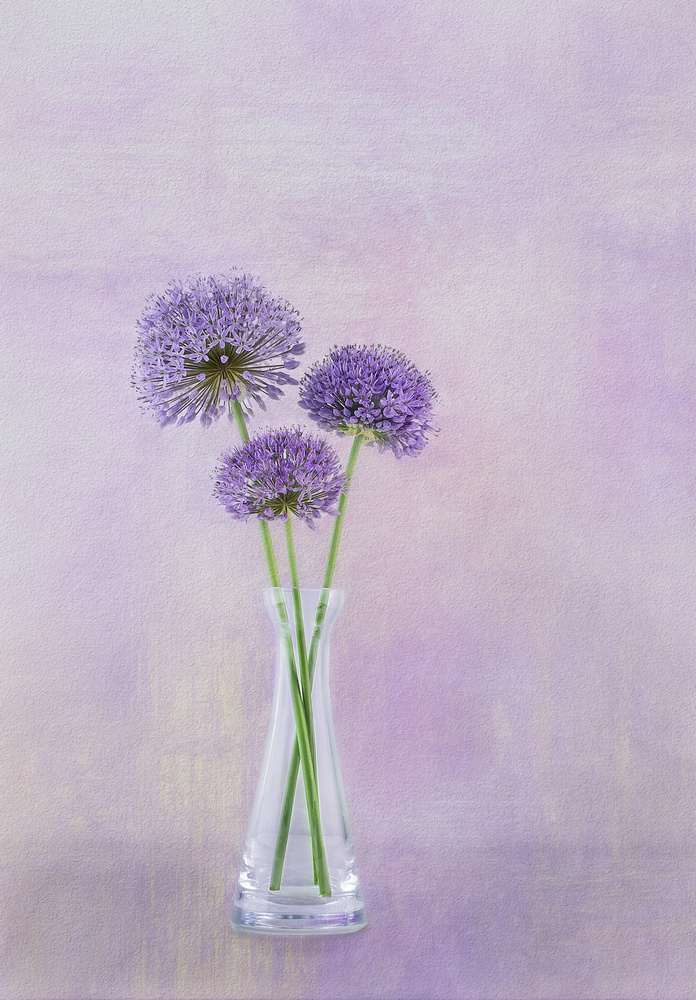 3 Allium von Gaille Gray