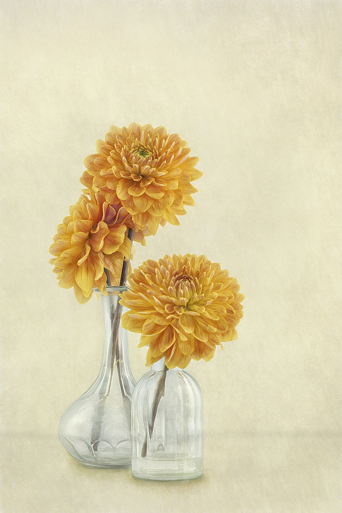 3 Dahlias von Gaille Gray