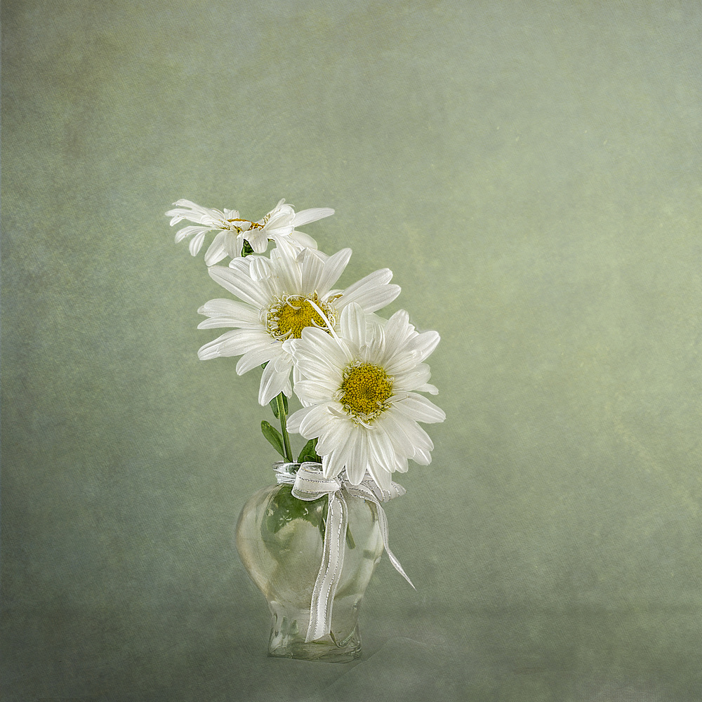 3 White Daisies von Gaille Gray