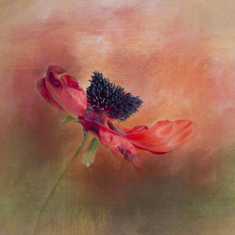 Dramatic Red Poppy von Gaille Gray