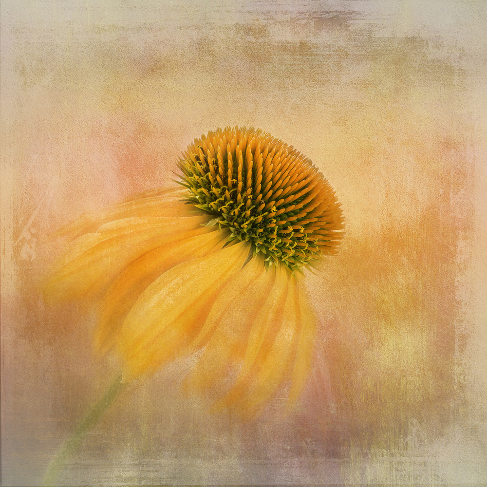 Echinacea in Yellow von Gaille Gray