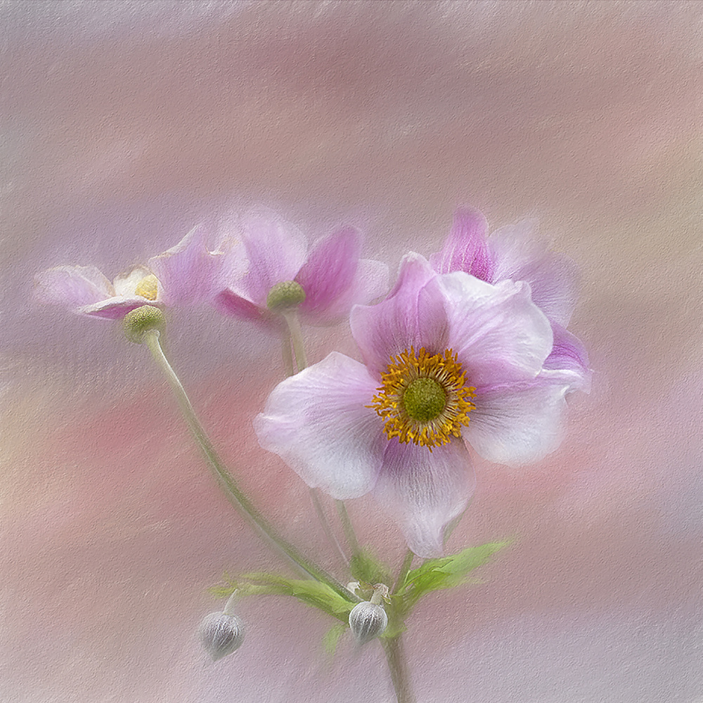 Pink Japanese Anenome von Gaille Gray