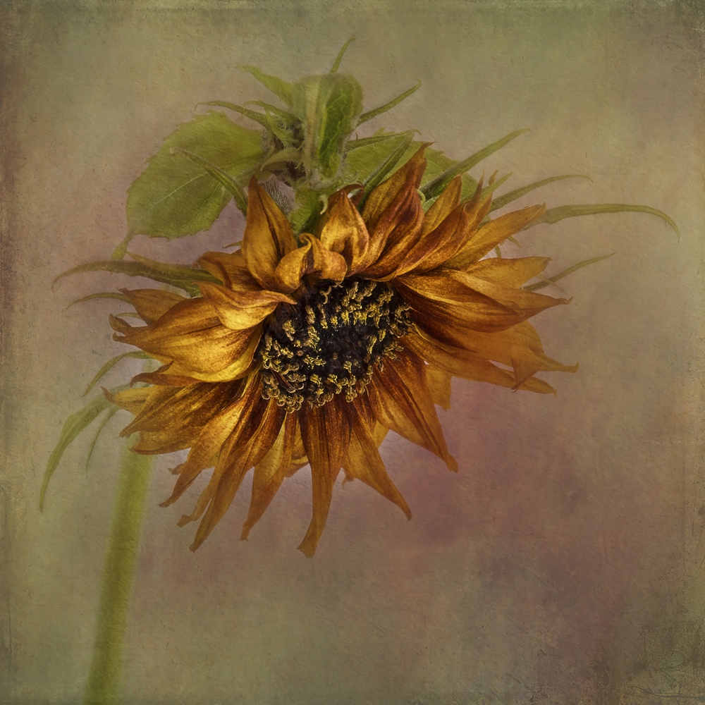 Sunflower von Gaille Gray