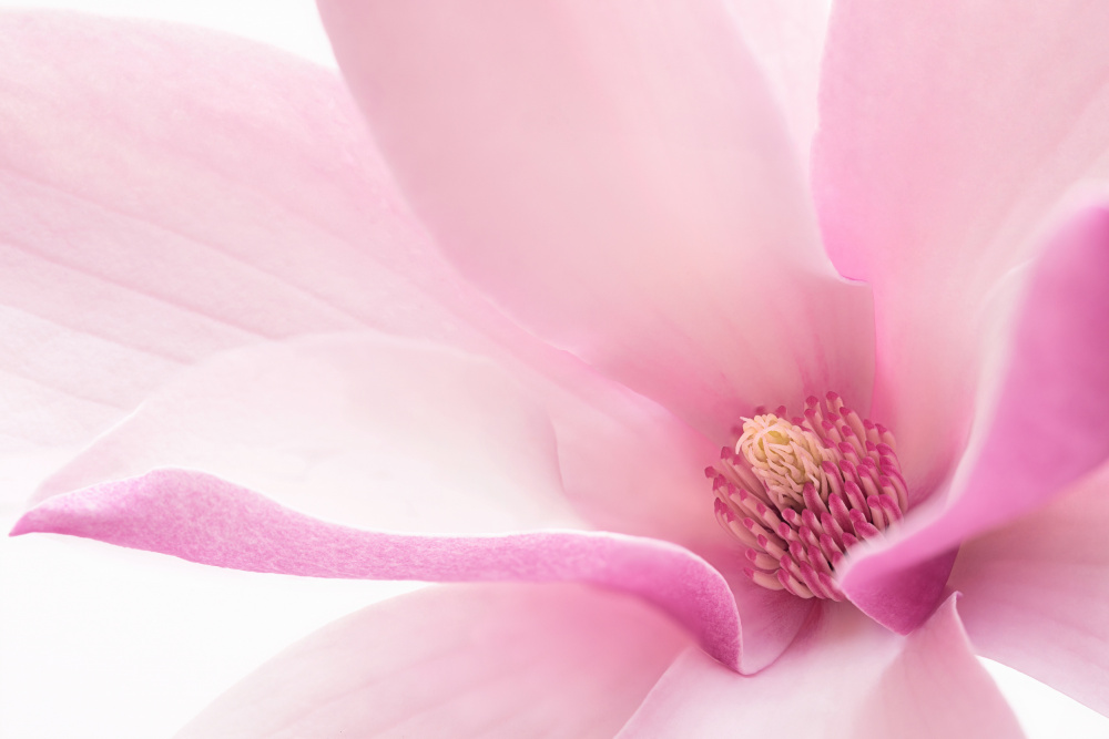 Pink Magnolia von GaoSL