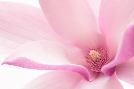 Pink Magnolia