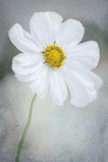 White Calliopsis