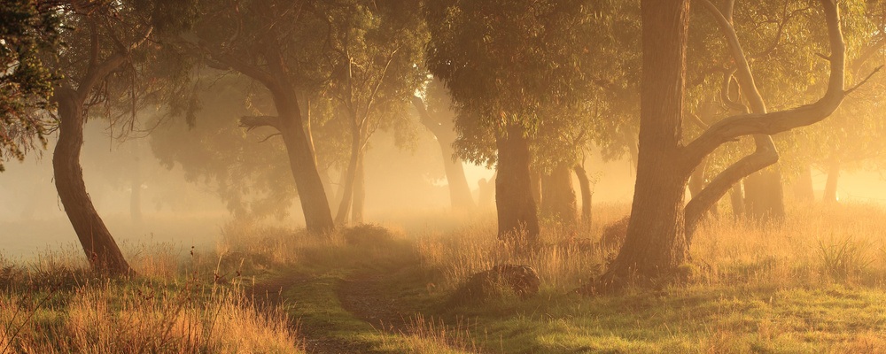 Morning Mist von Garth Smith