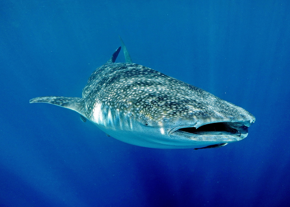 Shark in Light von Gary A. Lindenbaum