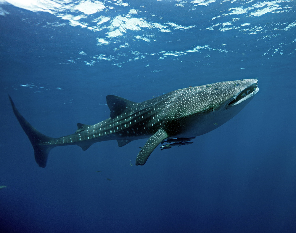 Shark in Light II von Gary A. Lindenbaum