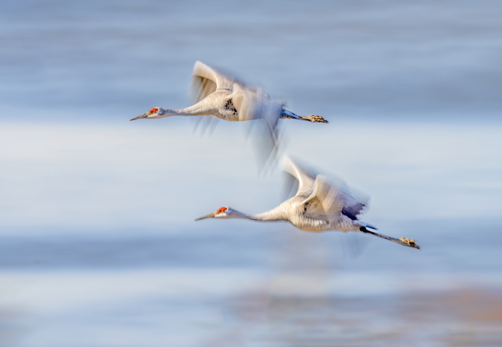 Duo Cranes Flying von Gary Hu