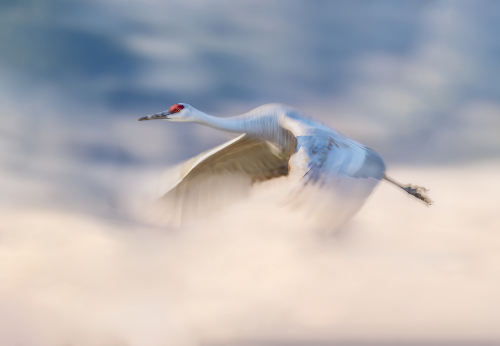 Sandhill Crane Flying in Clouds von Gary Hu