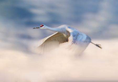 Sandhill Crane Flying in Clouds