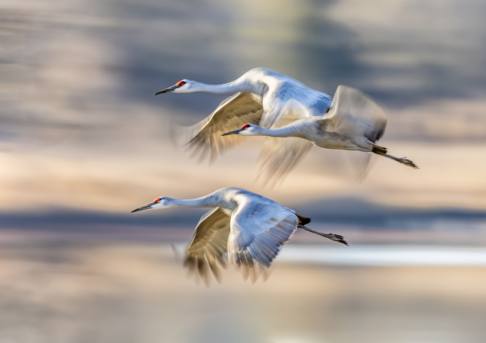 Sandhill Cranes in Flight von Gary Hu