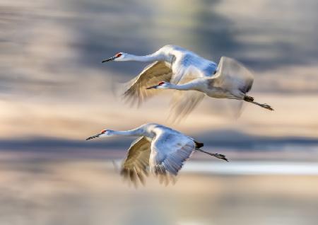 Sandhill Cranes in Flight