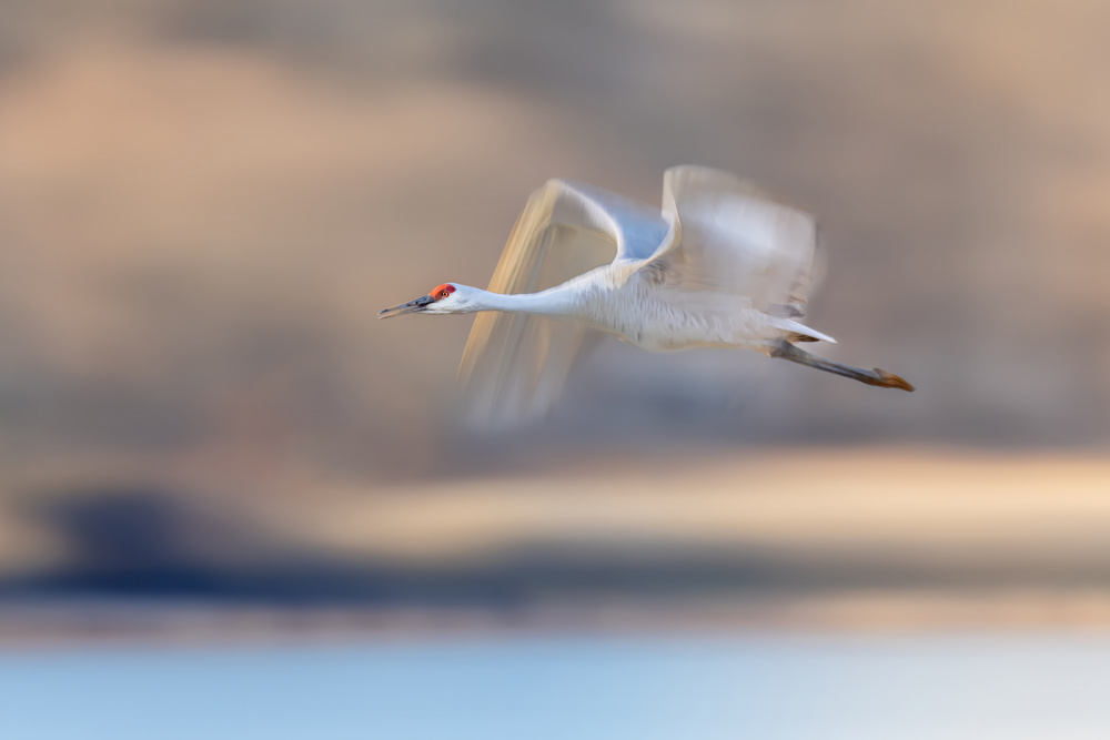 Crane Flying in Soft Light von Gary Hu