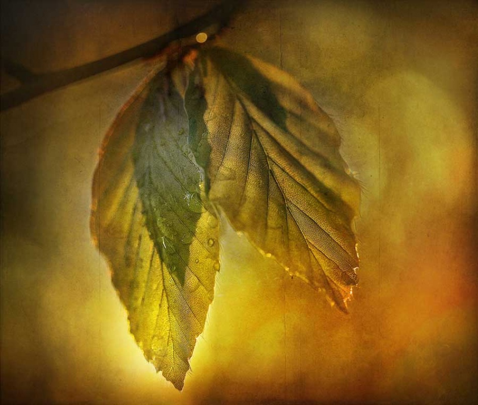 Leaves von Gary McParland