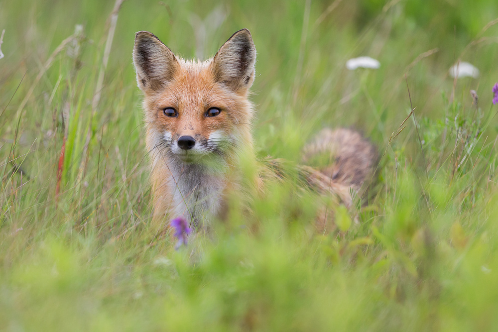 Fox kit in the meadow von Gary Zeng