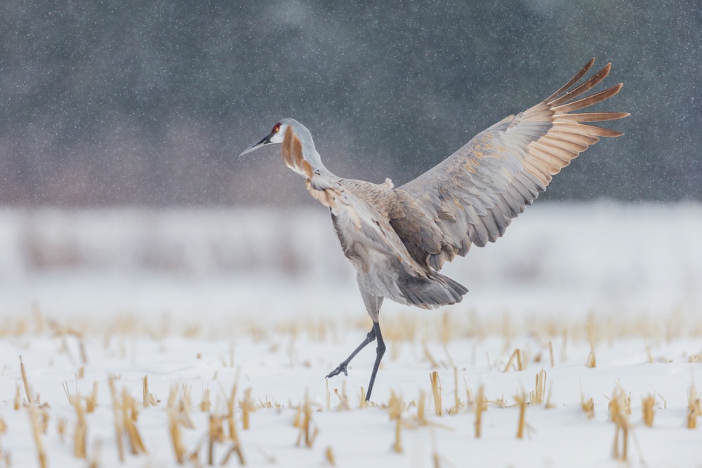 Landing von Gary Zeng