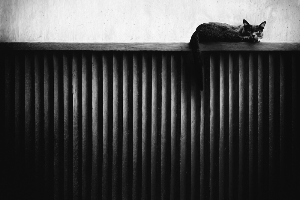 Fence Cat von Gary E. Karcz