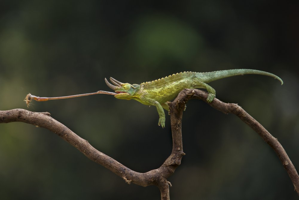 Chamellion von Gatot Herliyanto