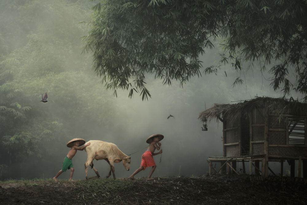 Herding Cow von Gatot Herliyanto