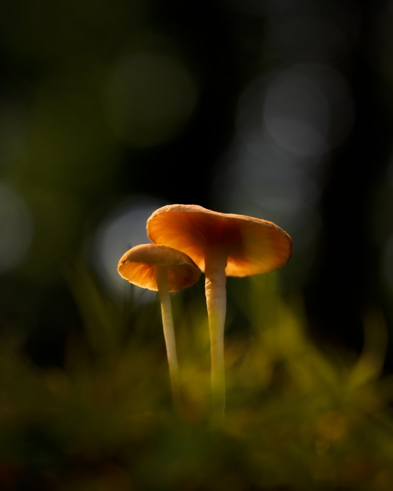 Glowing Mushrooms von Gatot Herliyanto