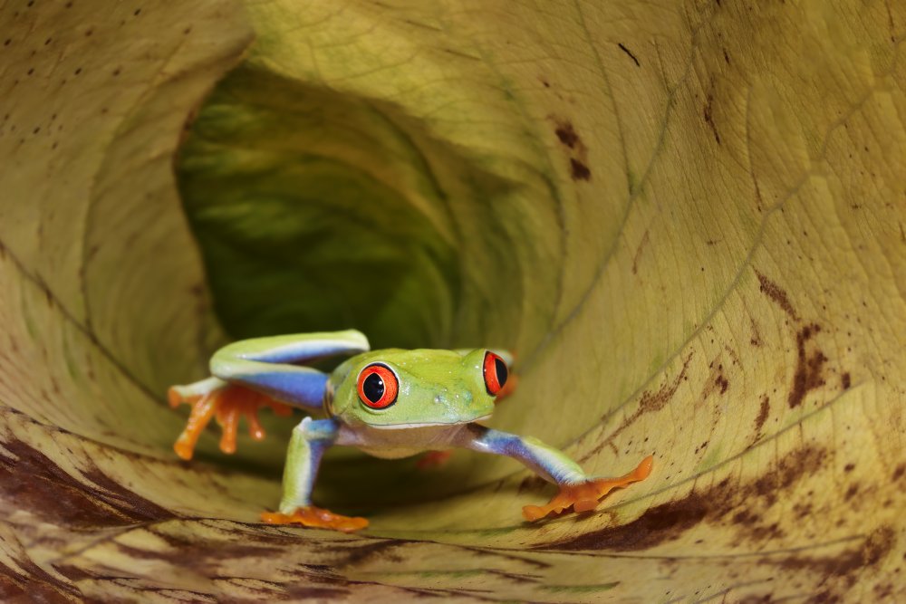 Red Eye Frogg von Gatot Herliyanto