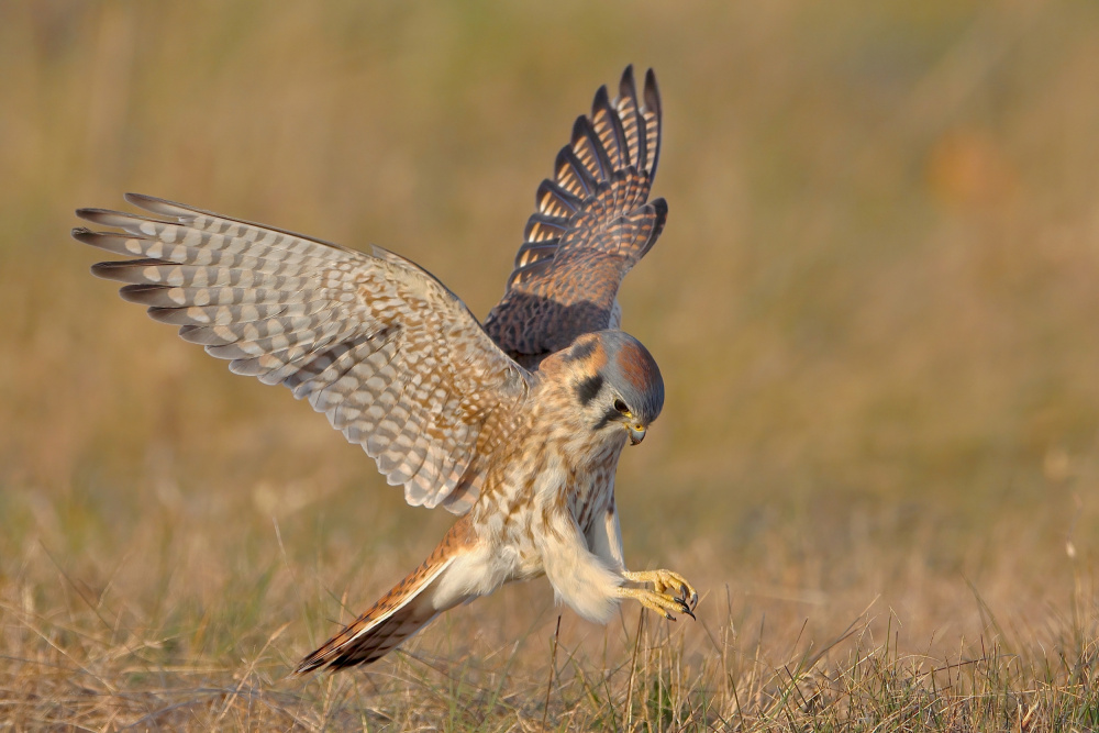 American Kestrel von Gavin Lam